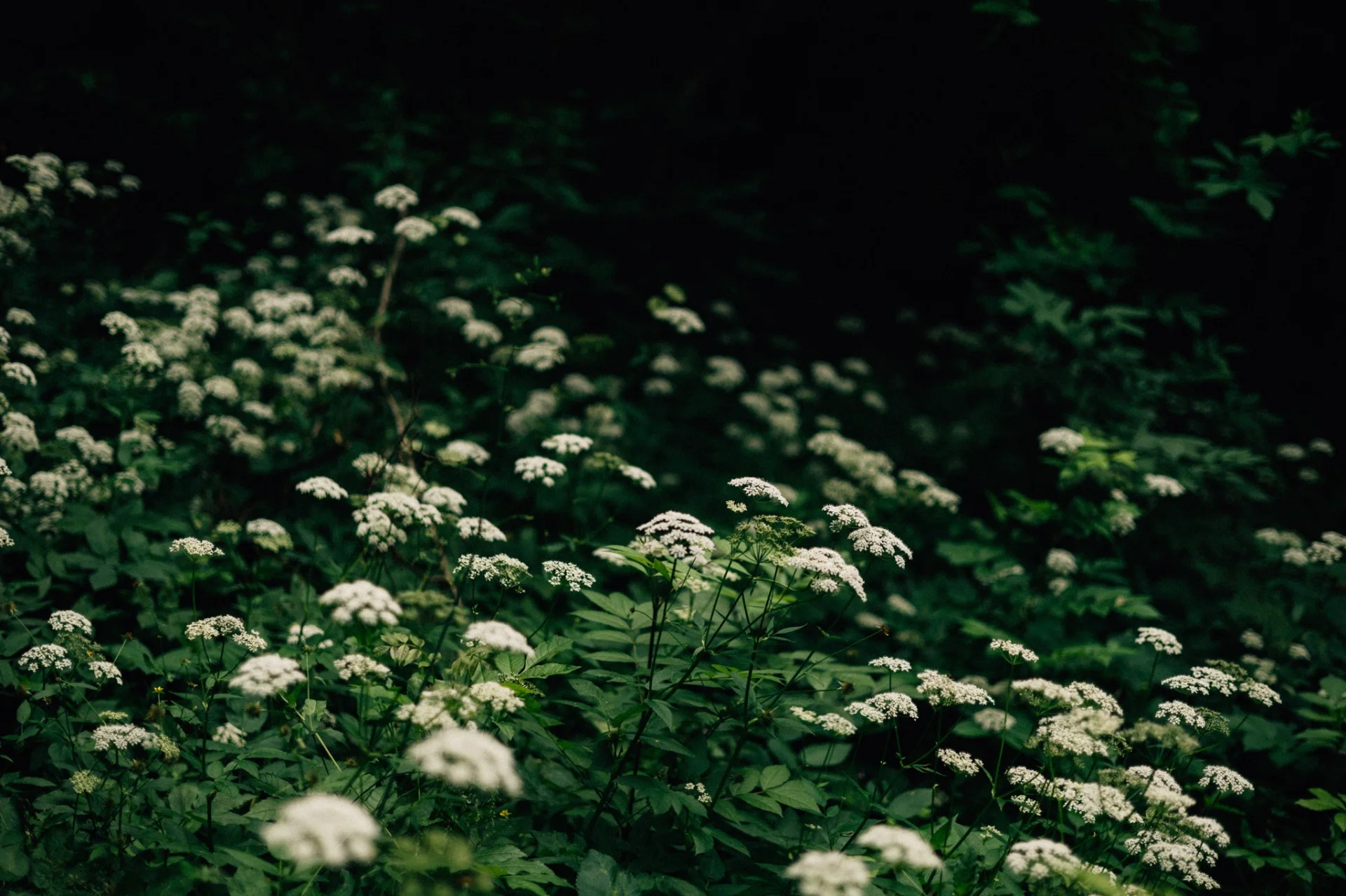 Masaje botanice în pădure