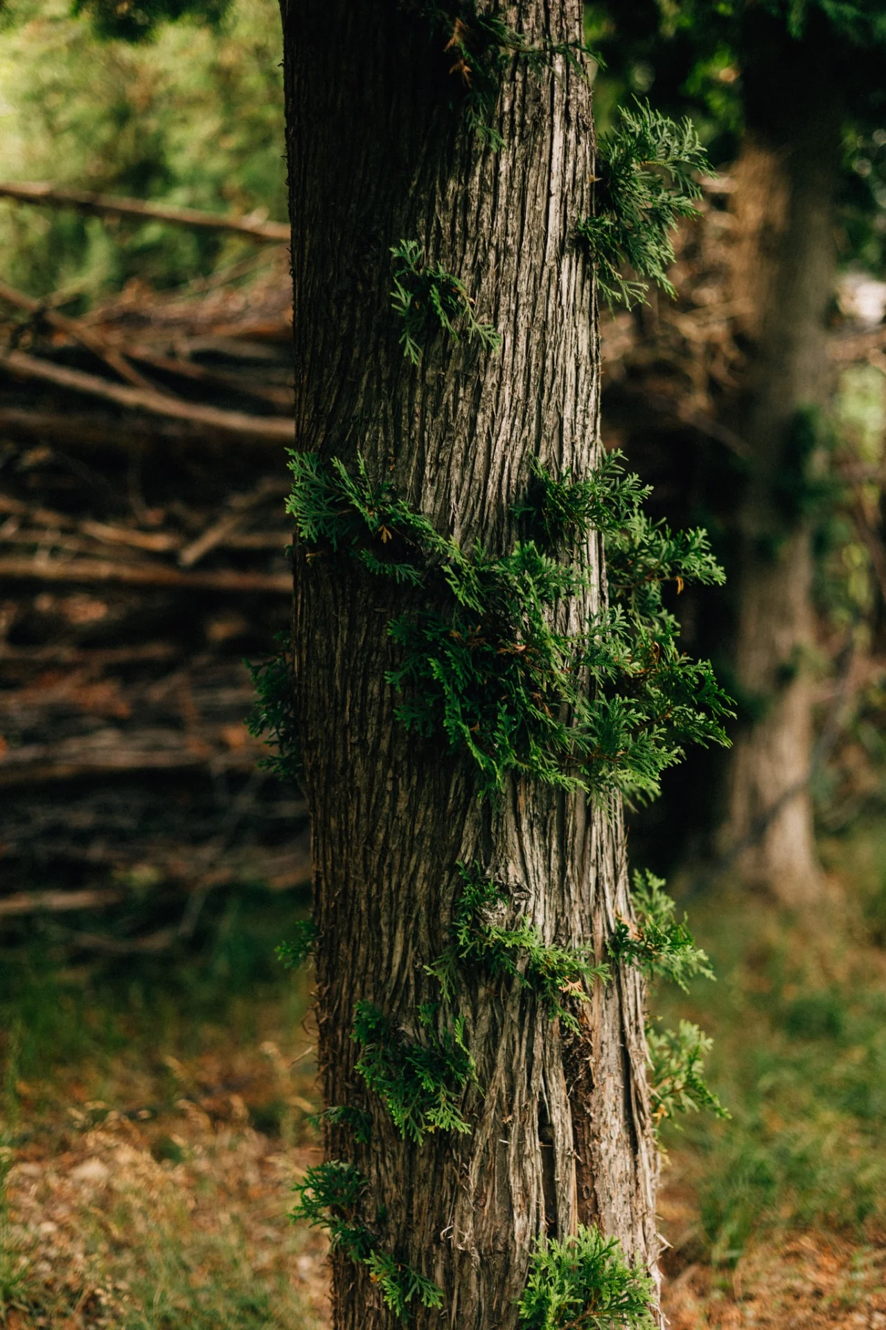 Forest Bathing